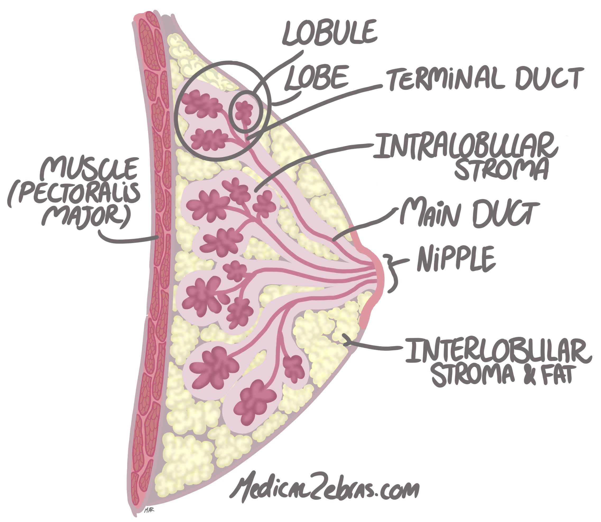 Breast anatomy