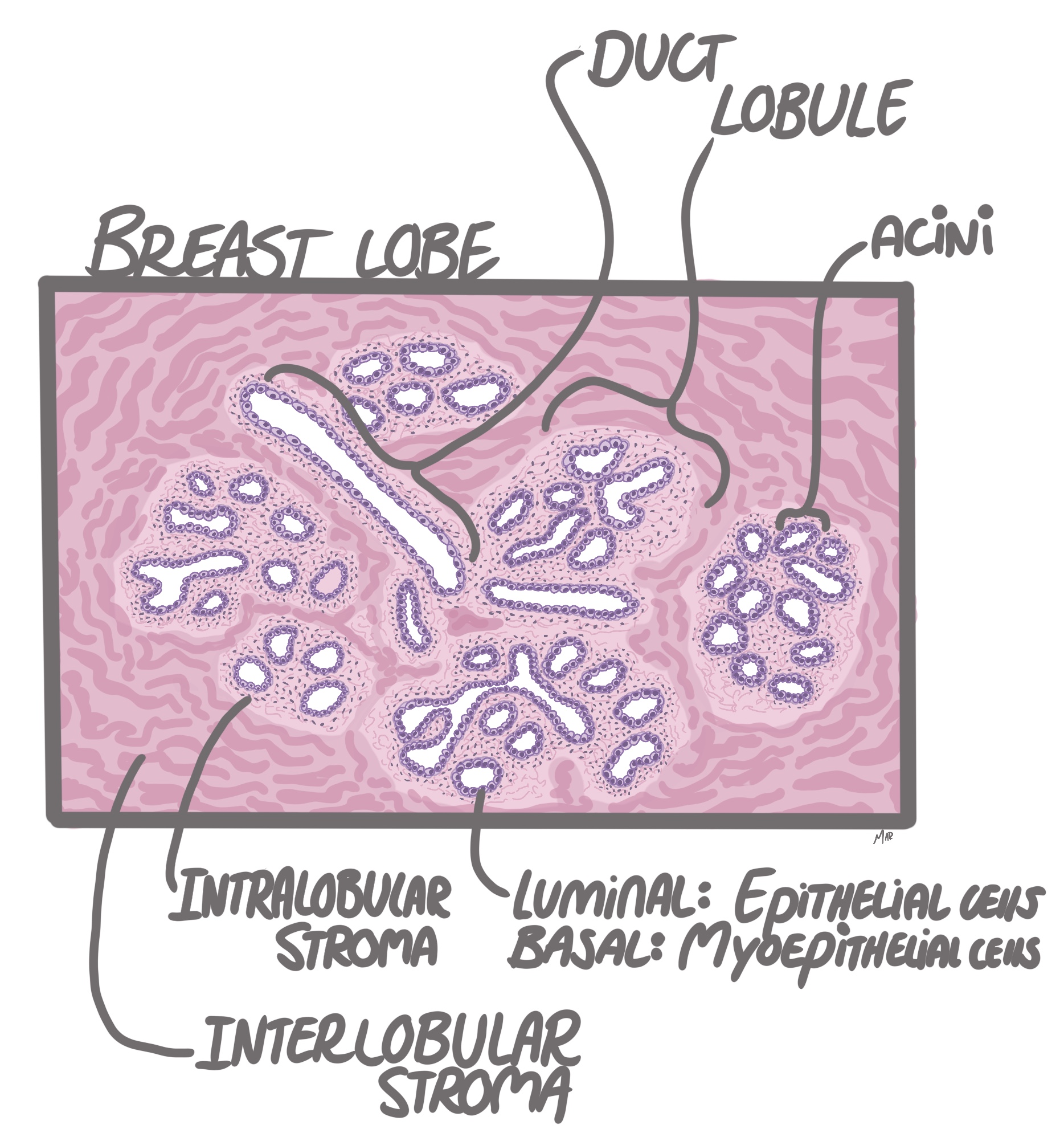 Breast histology