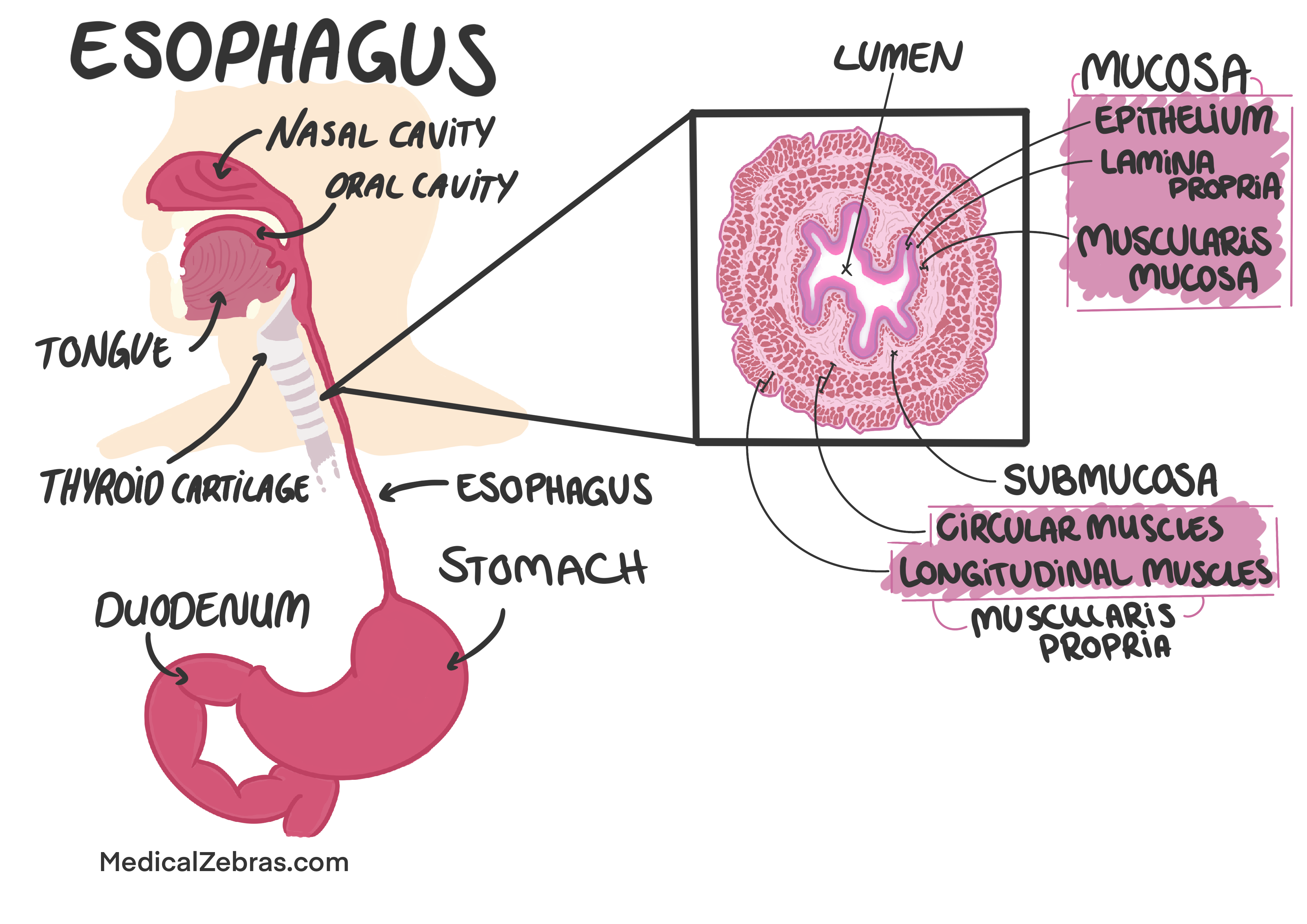 adrenal glands histology and anatomy