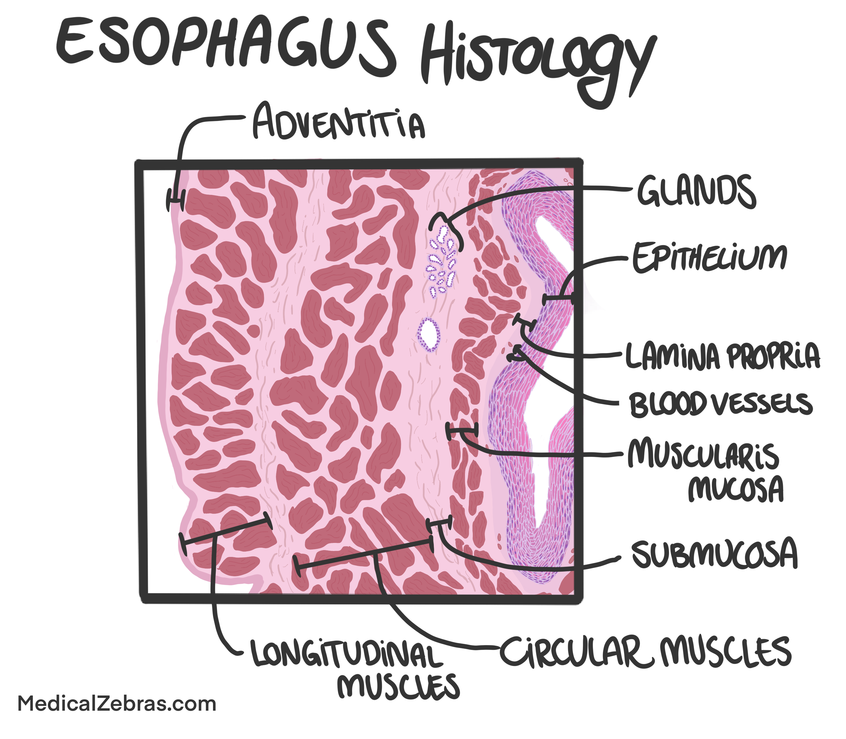 adrenal glands histology and anatomy