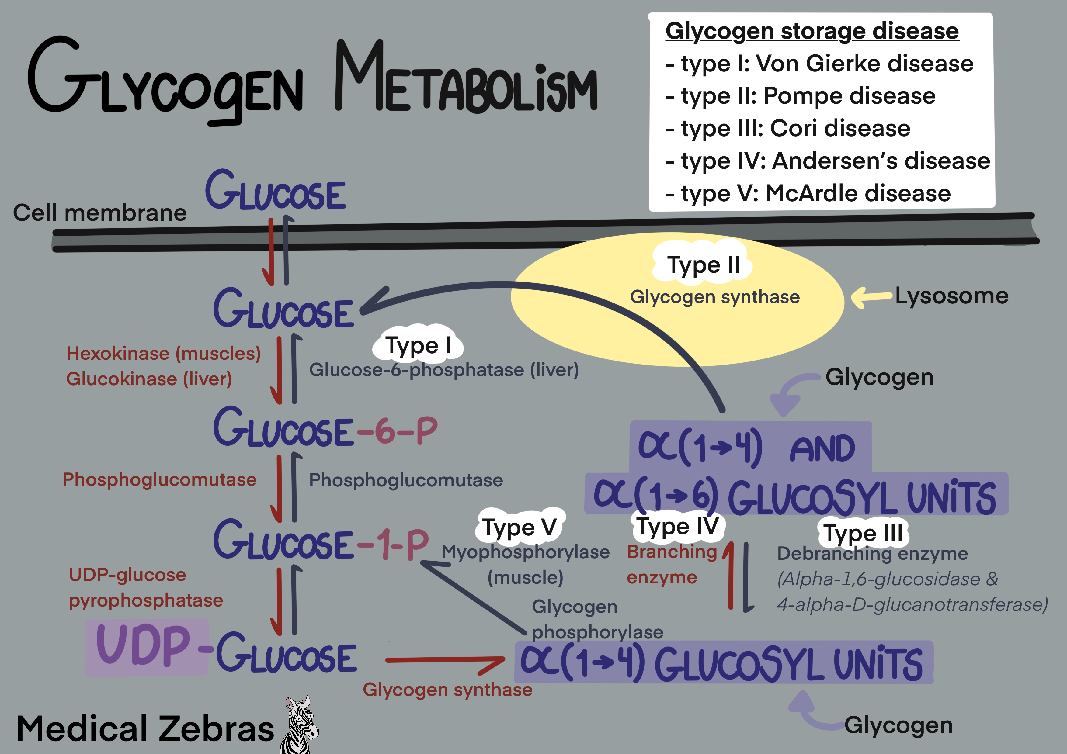 Glycogen metabolism explained