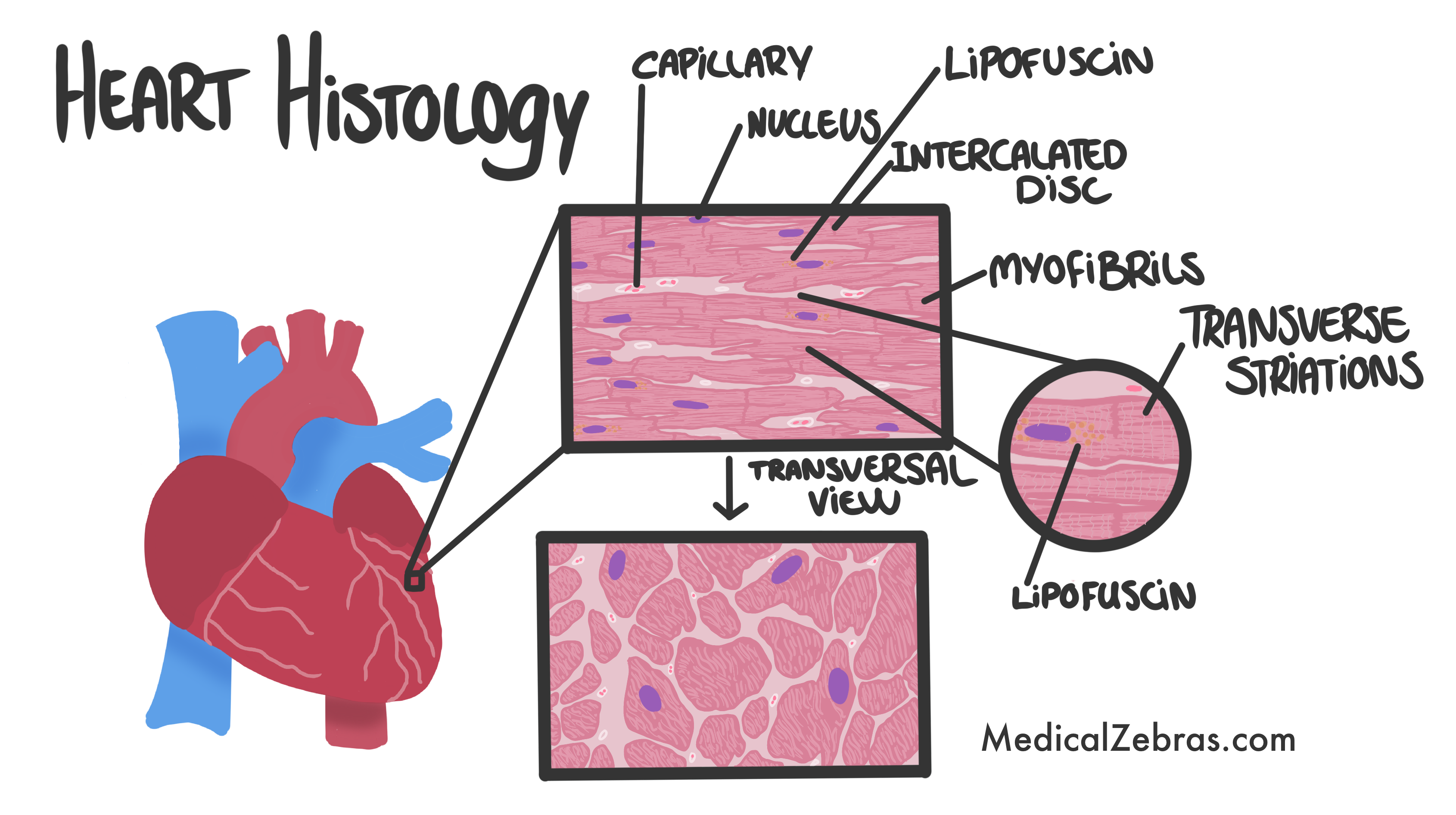 Heart histology