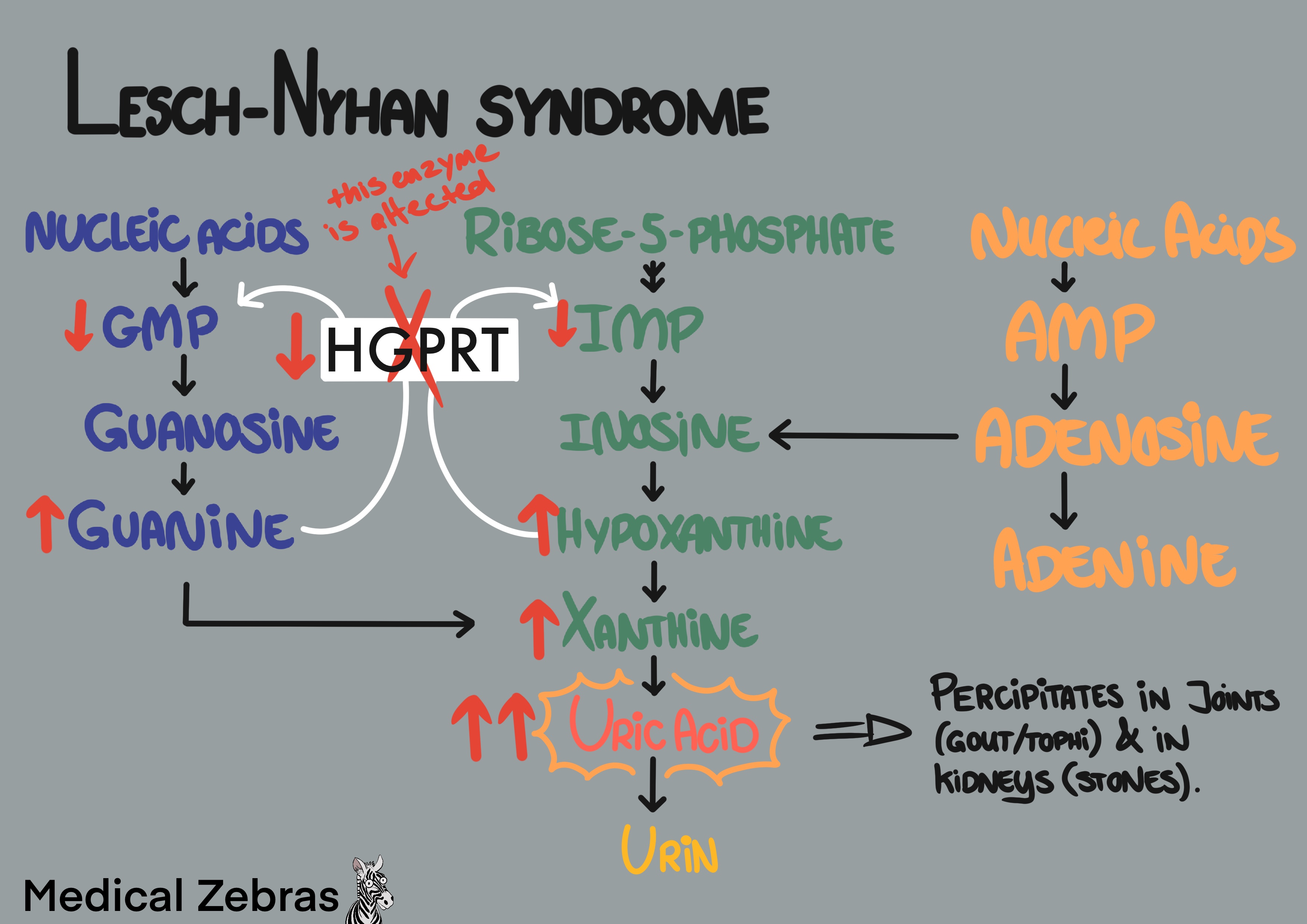 Lesch-Nyhan metabolic defect explained