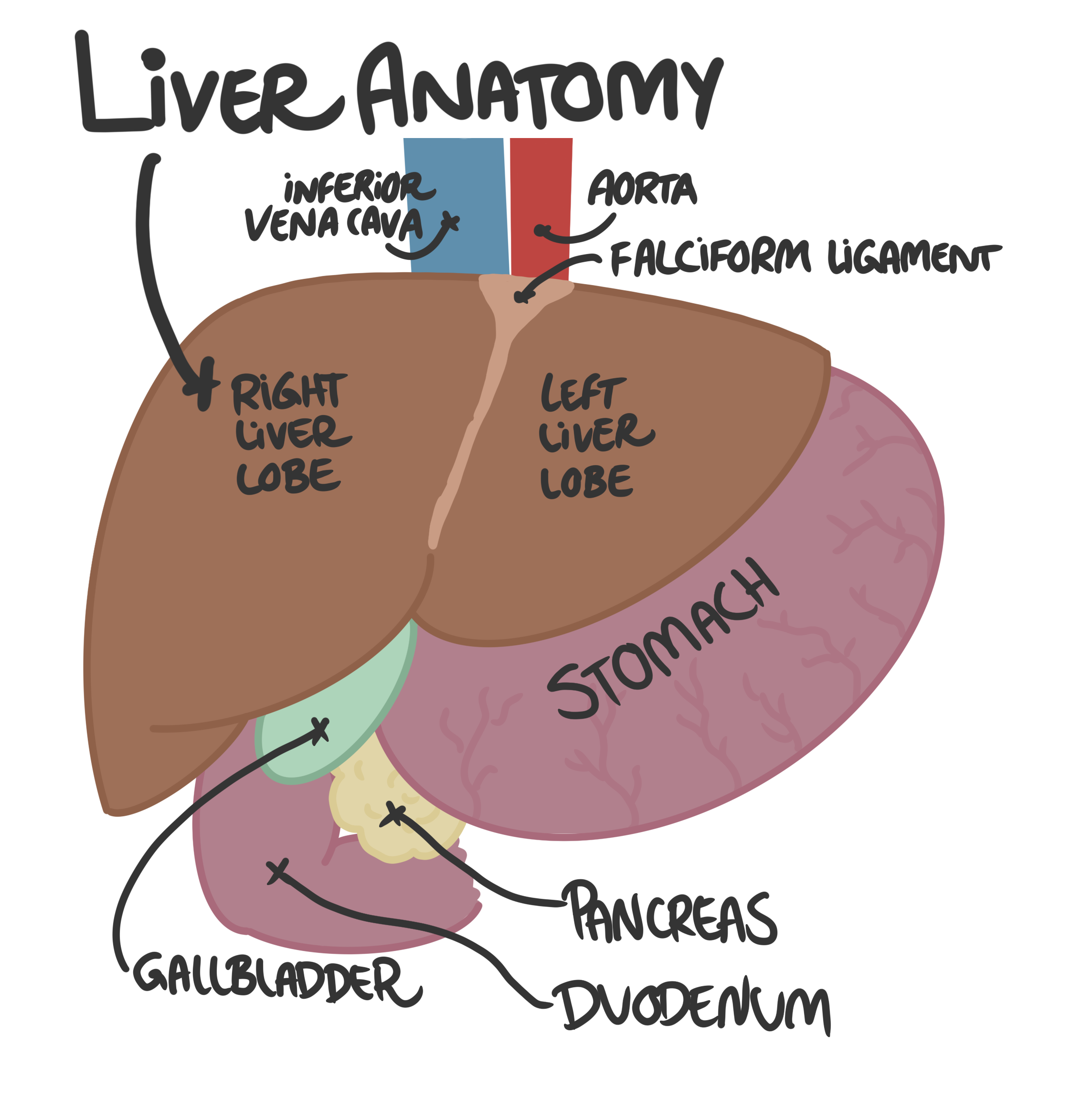 liver histology