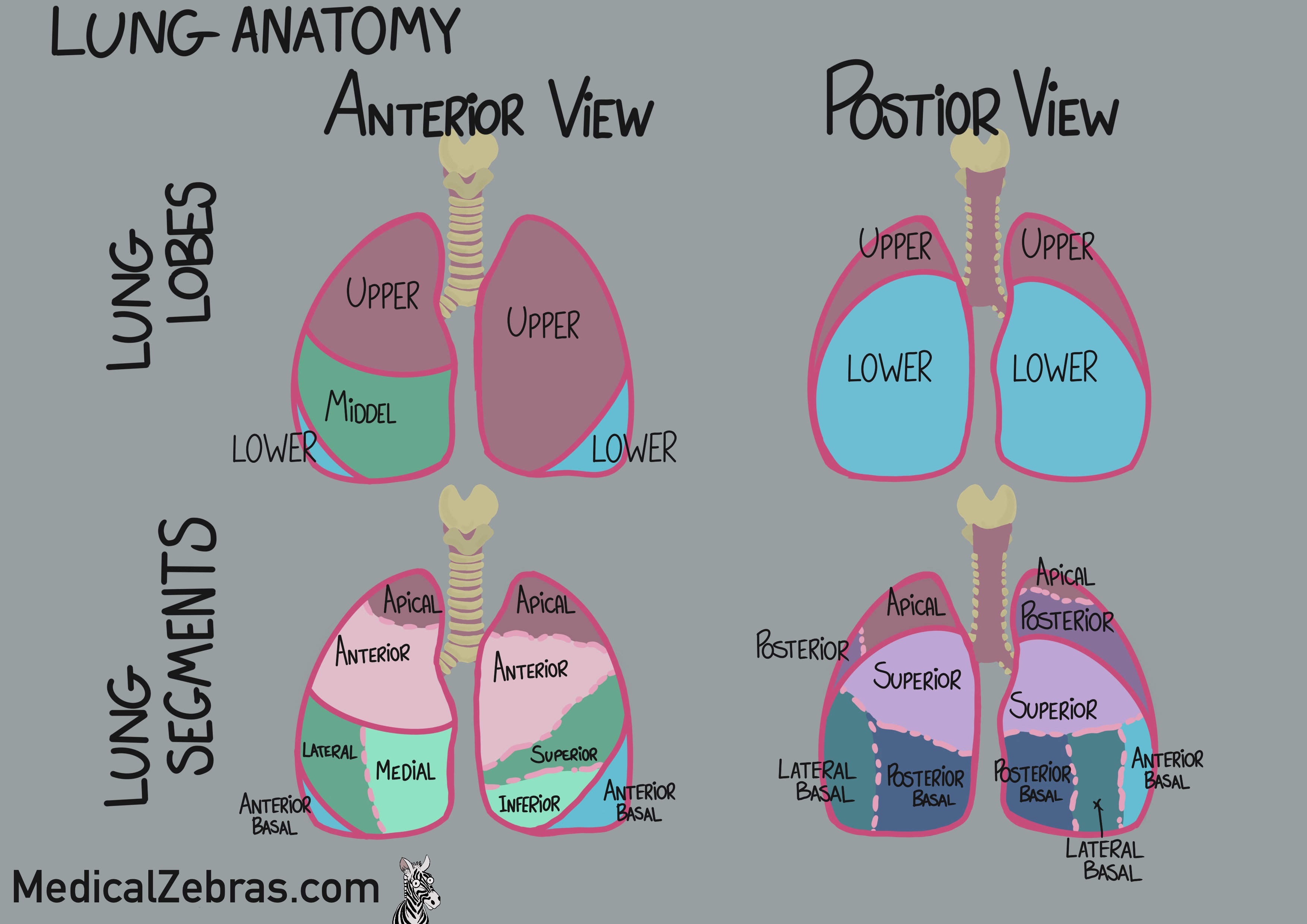 lung anatomy diagram, simple drawing