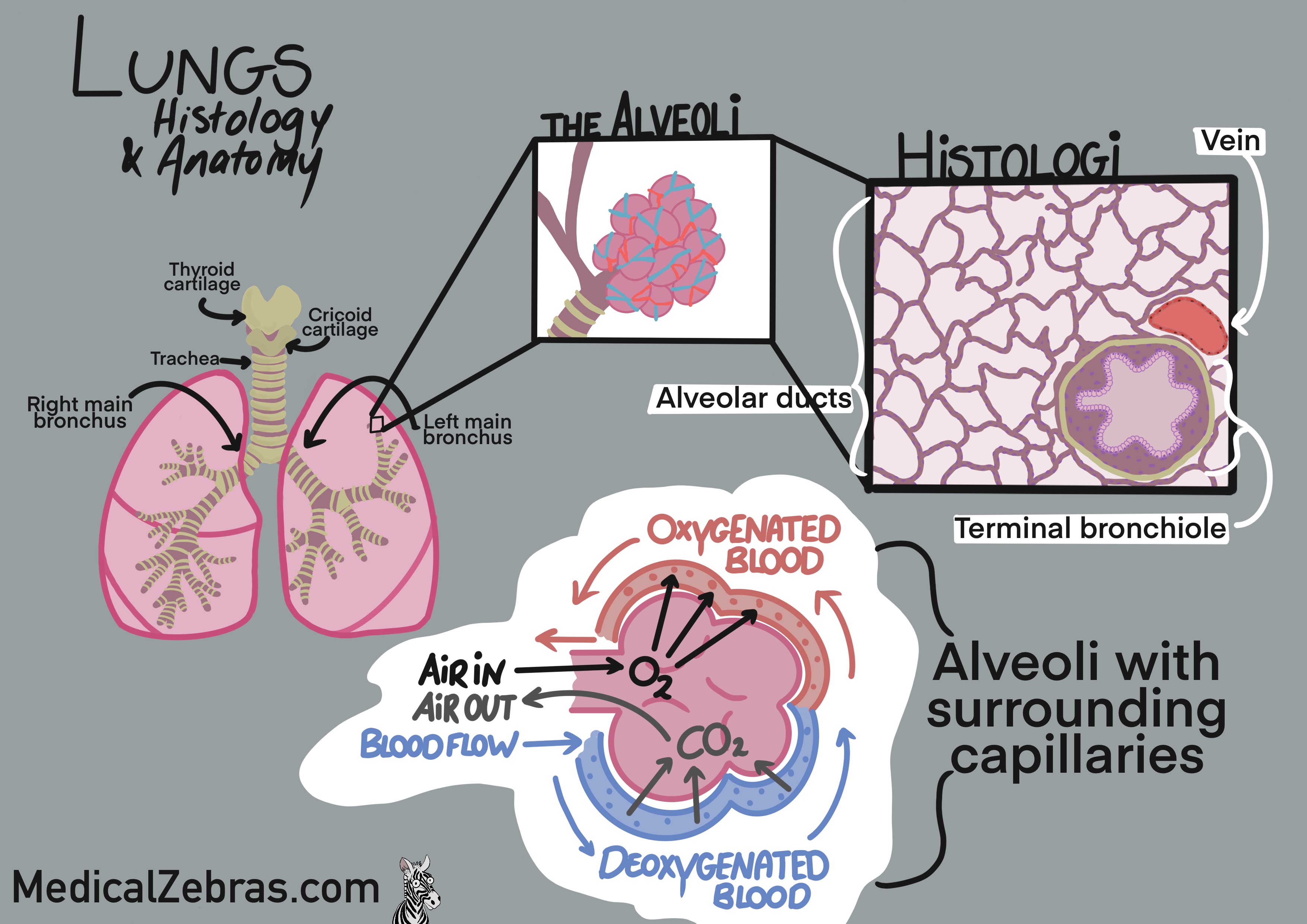 lung histology