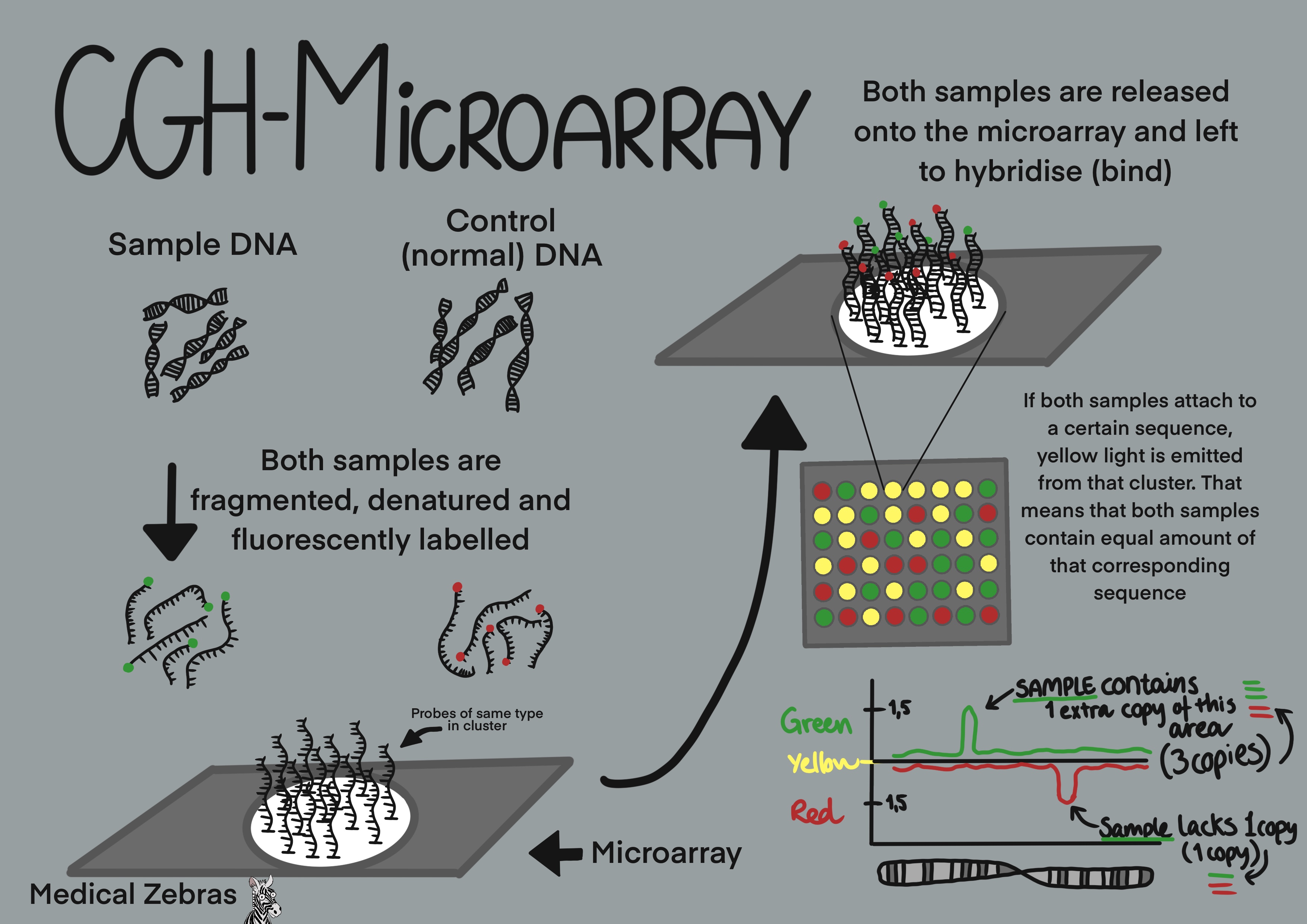 CGH-Array (DNA microarray) explained