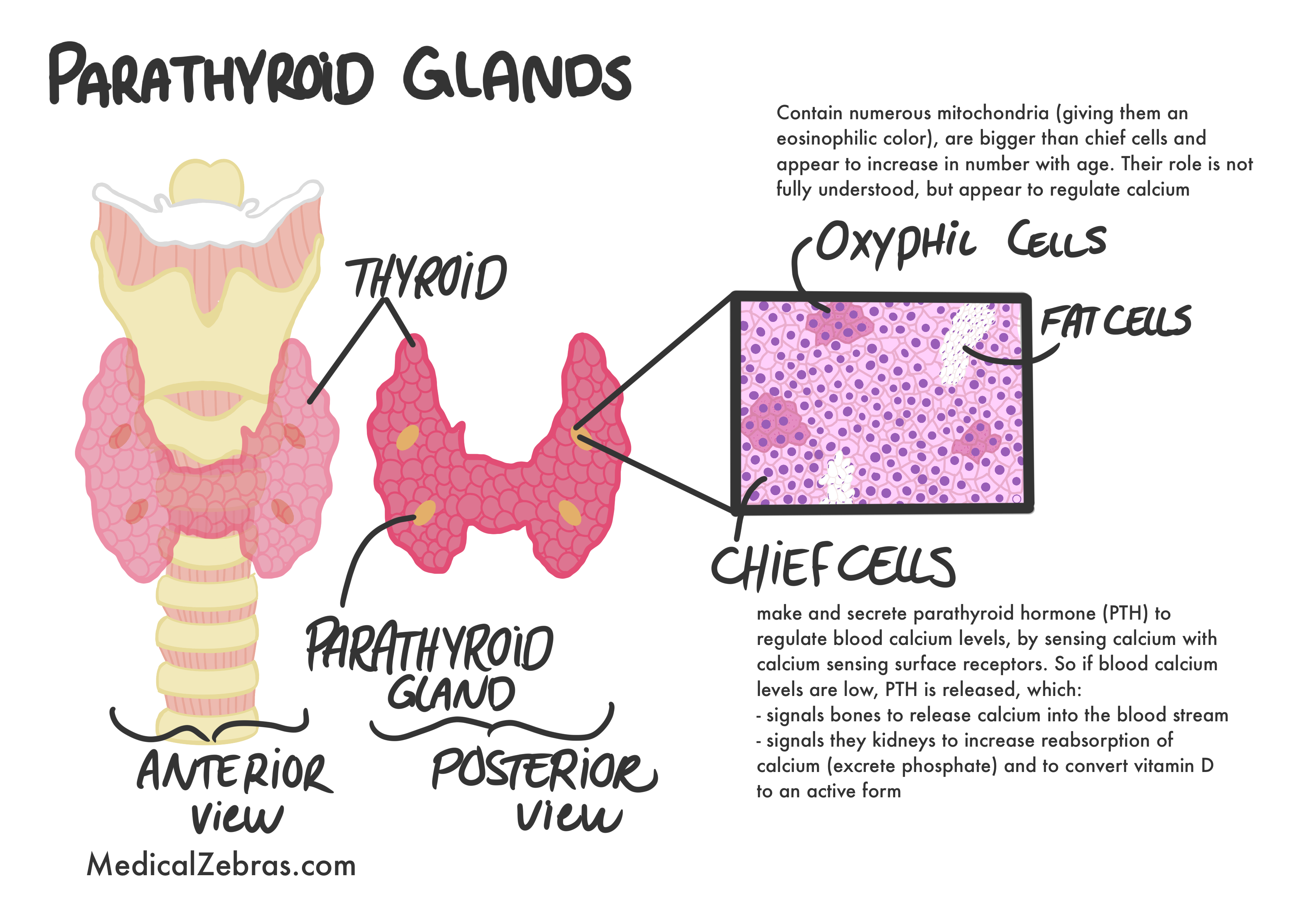 adrenal glands histology and anatomy