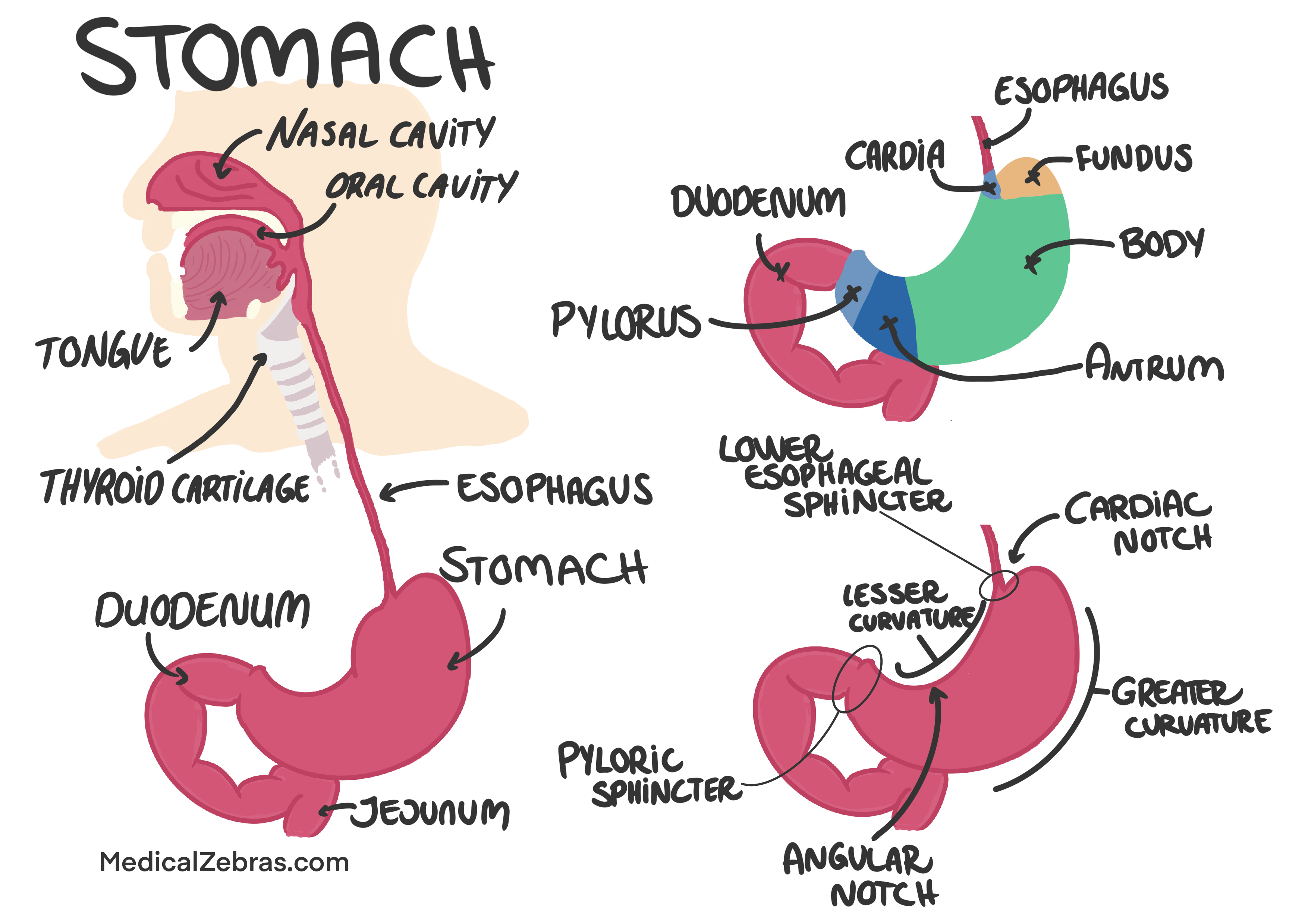adrenal glands histology and anatomy