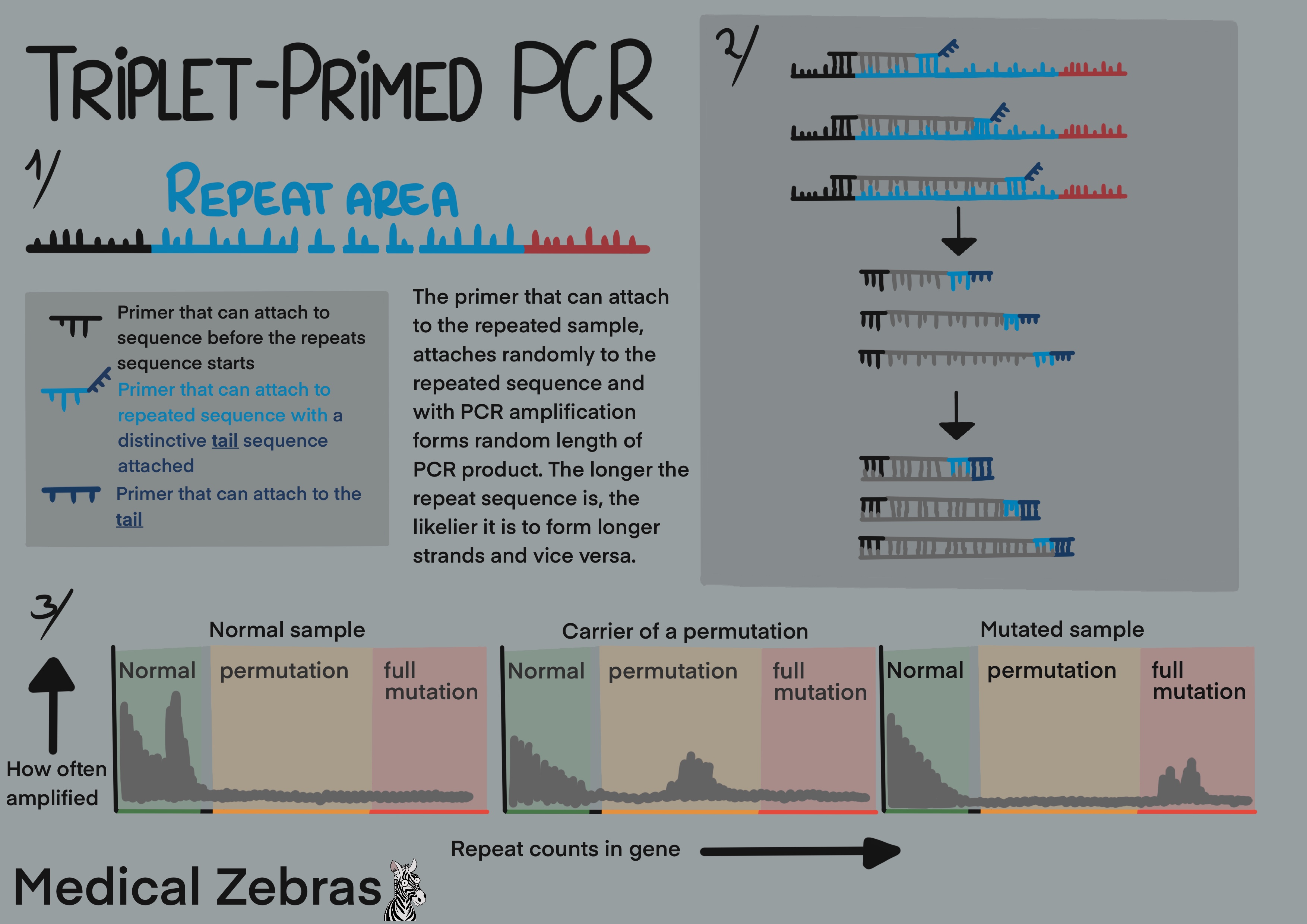 Triple primed PCR explained