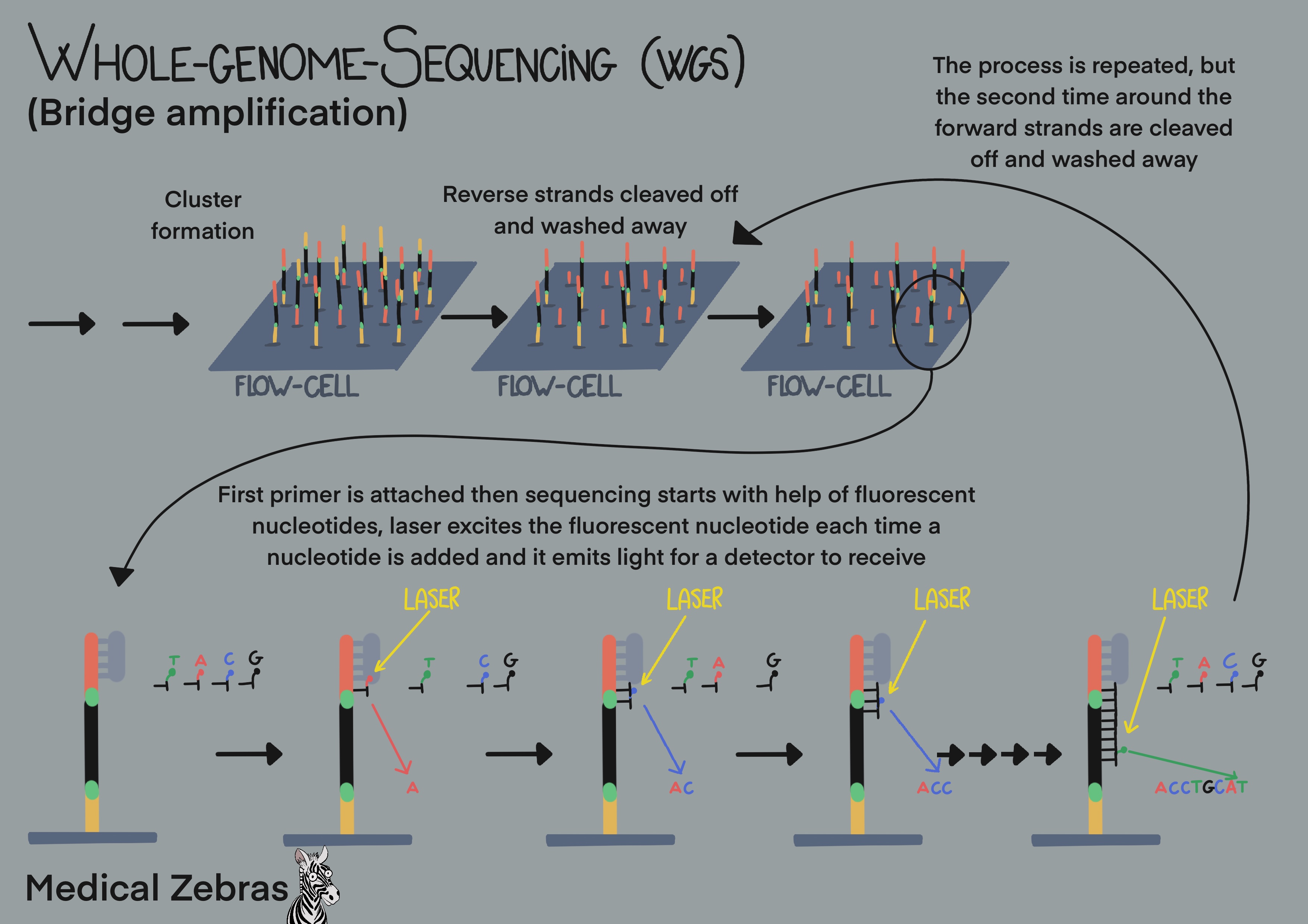 whole genome sequencing(WGS) explained