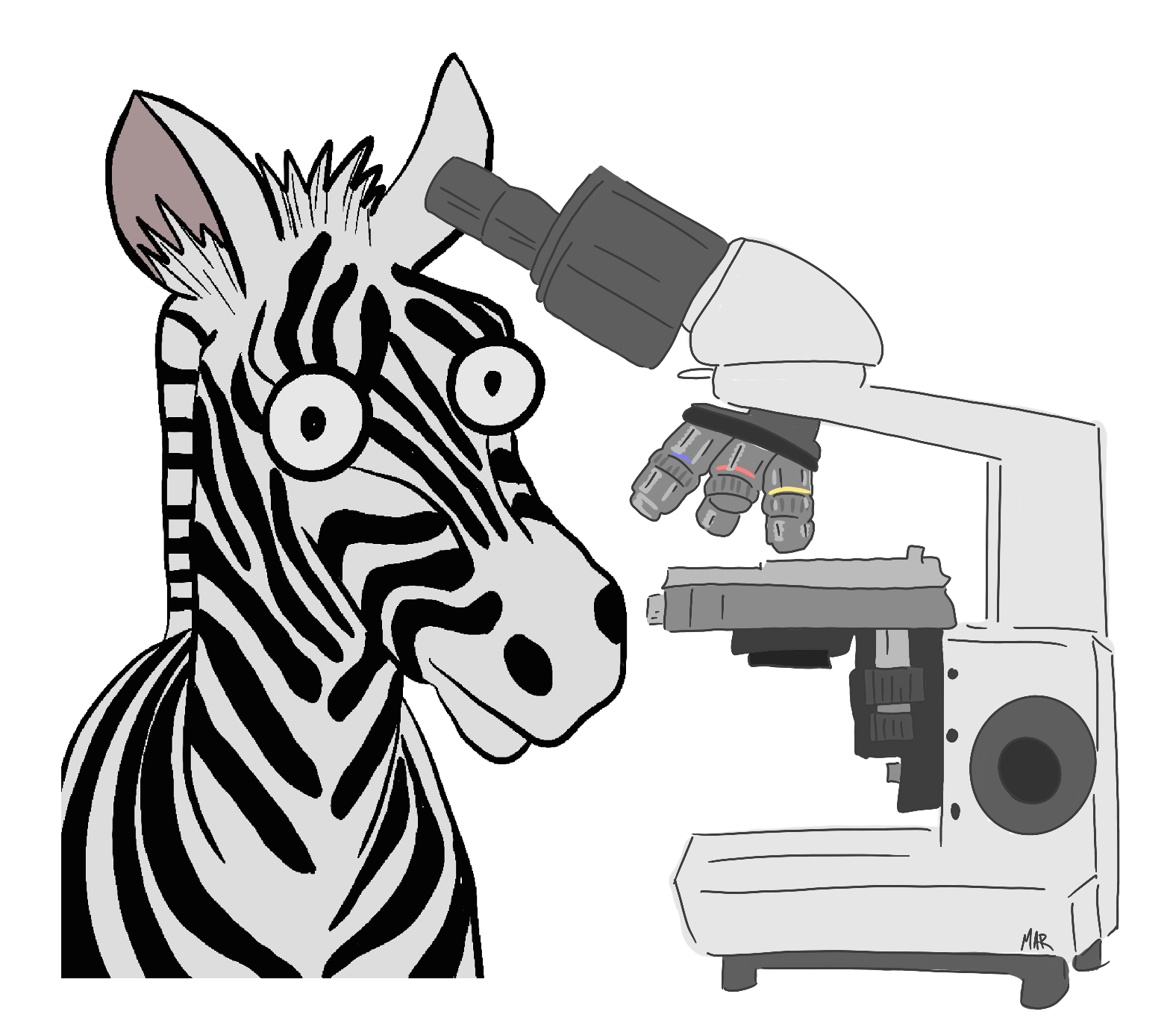 The Medical Zebra