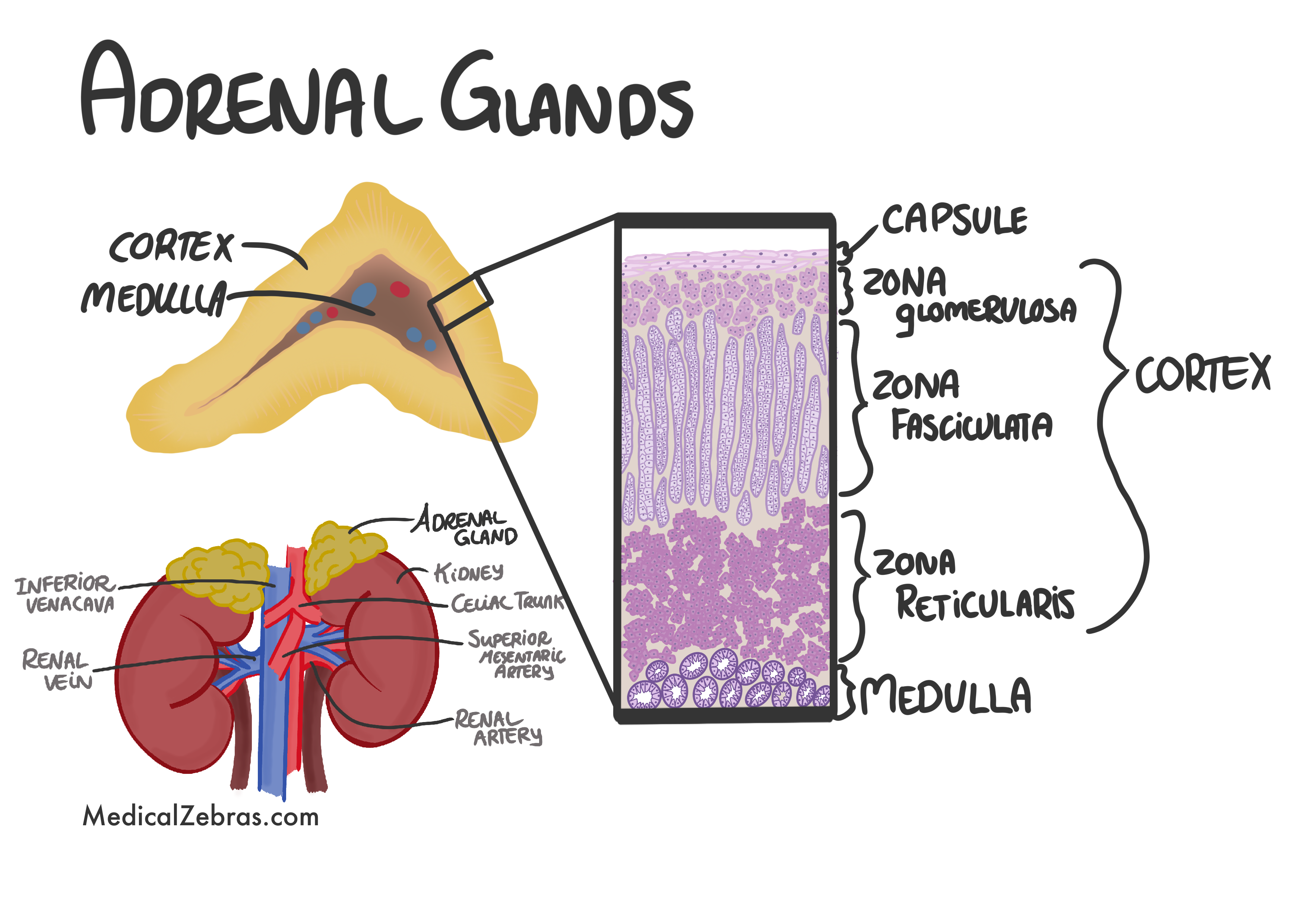 adrenal glands histology and anatomy