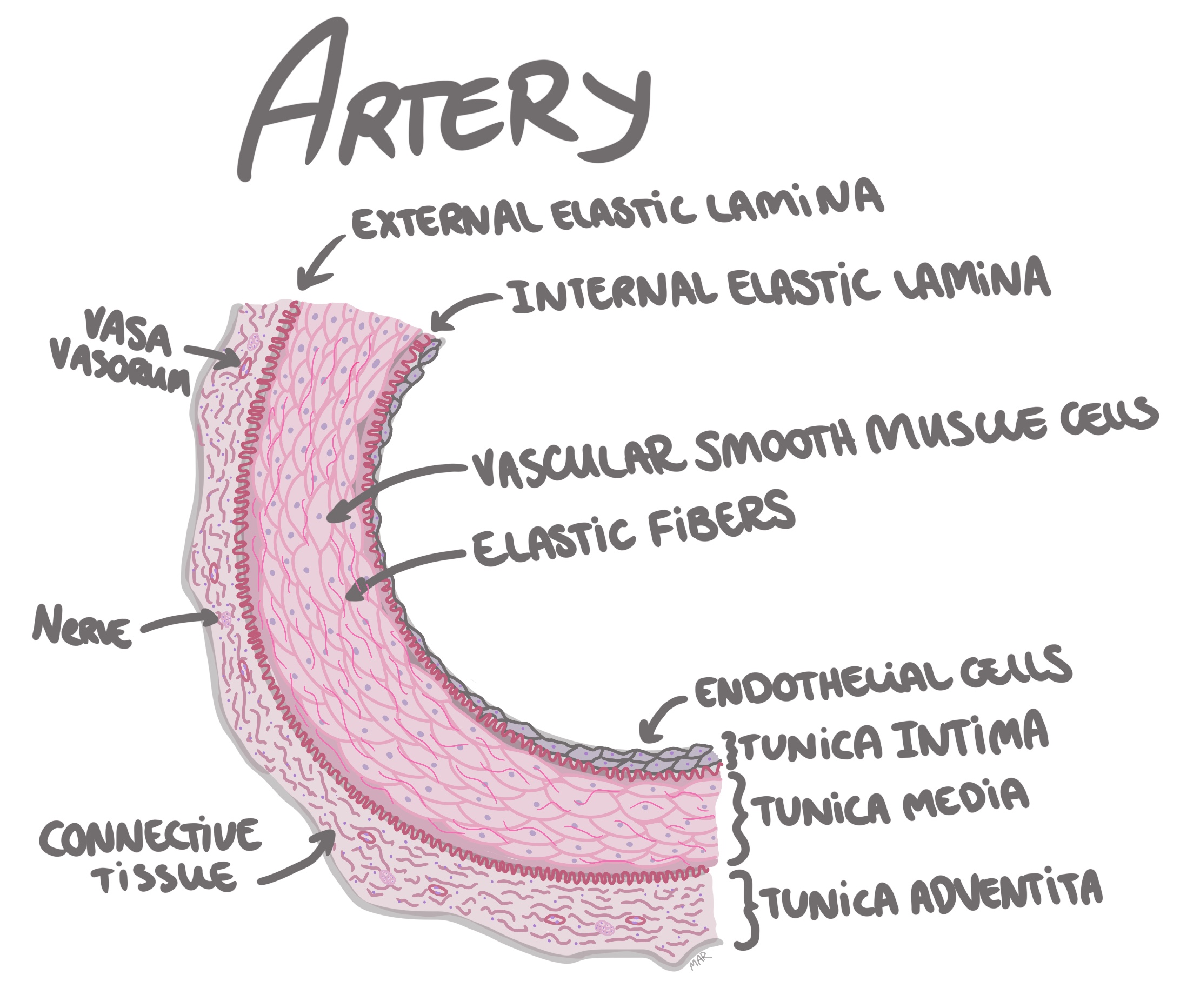 artery histology