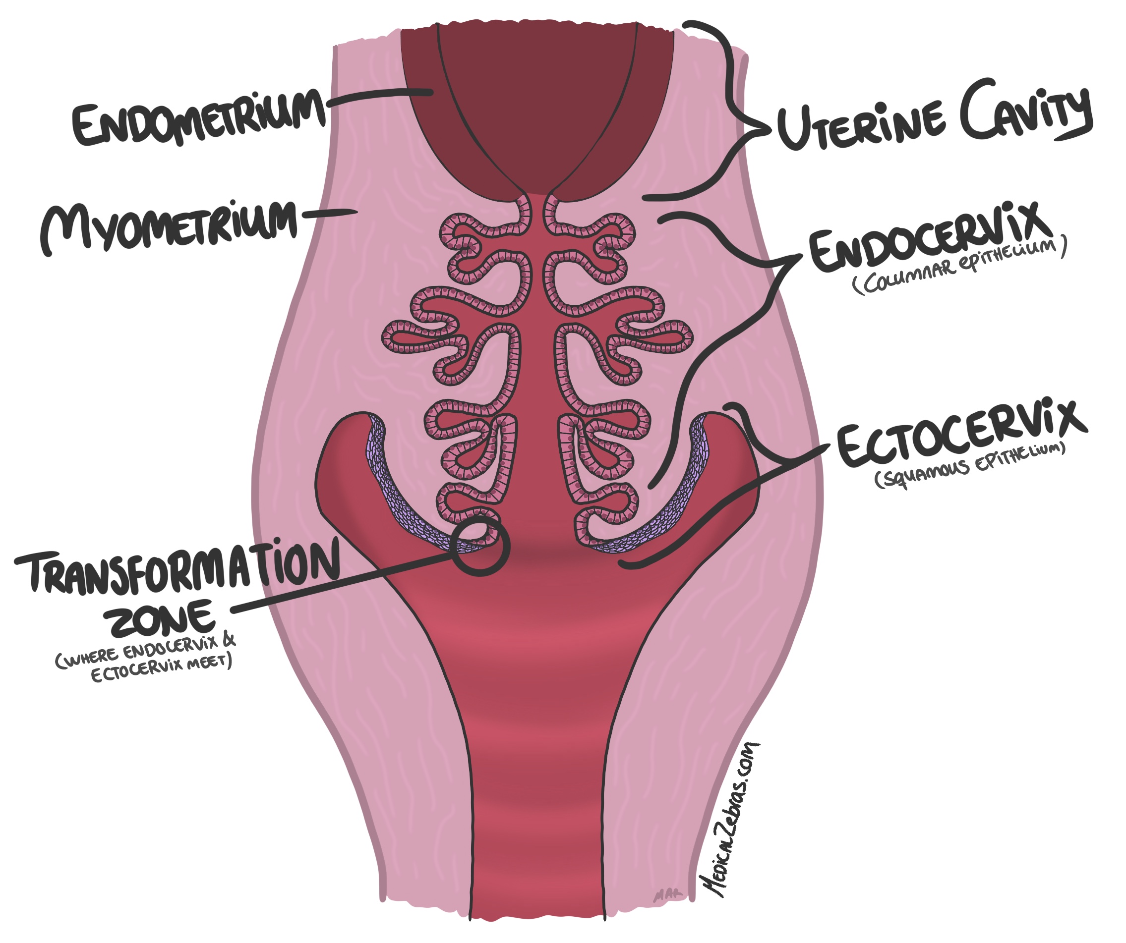 cervix histology