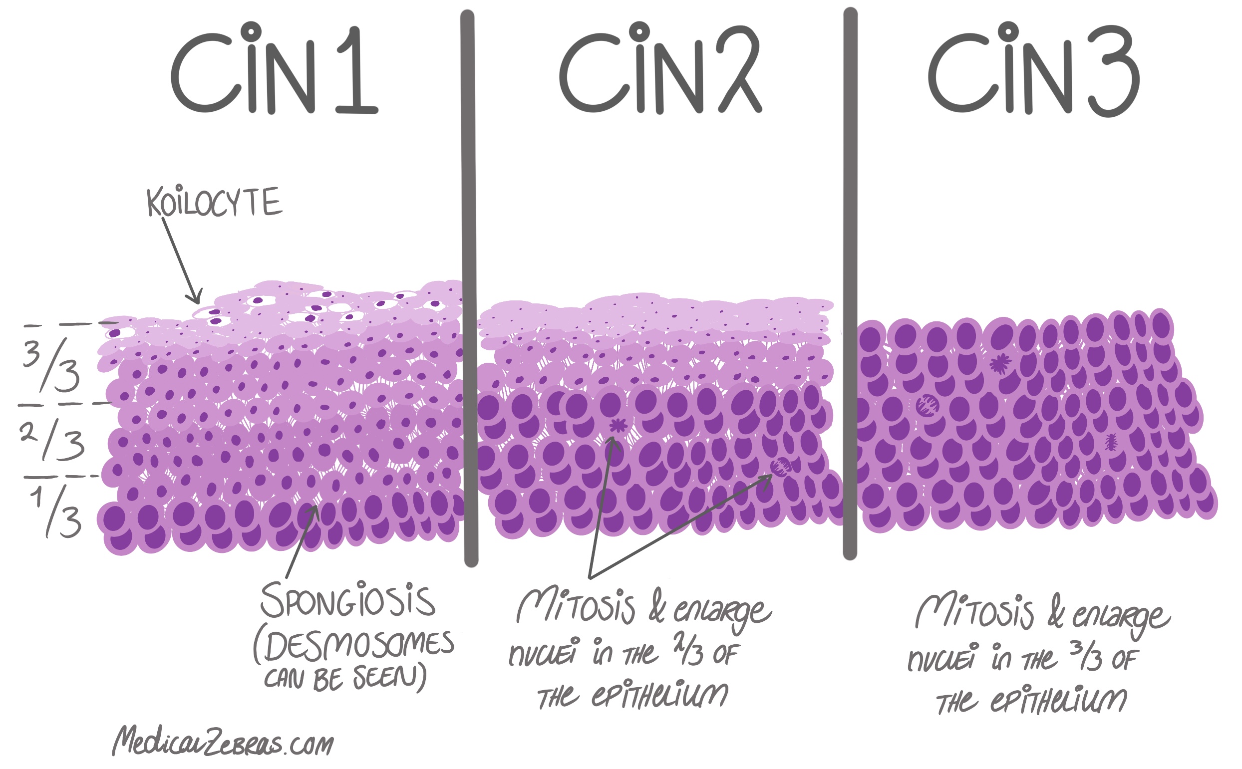 cervix histology