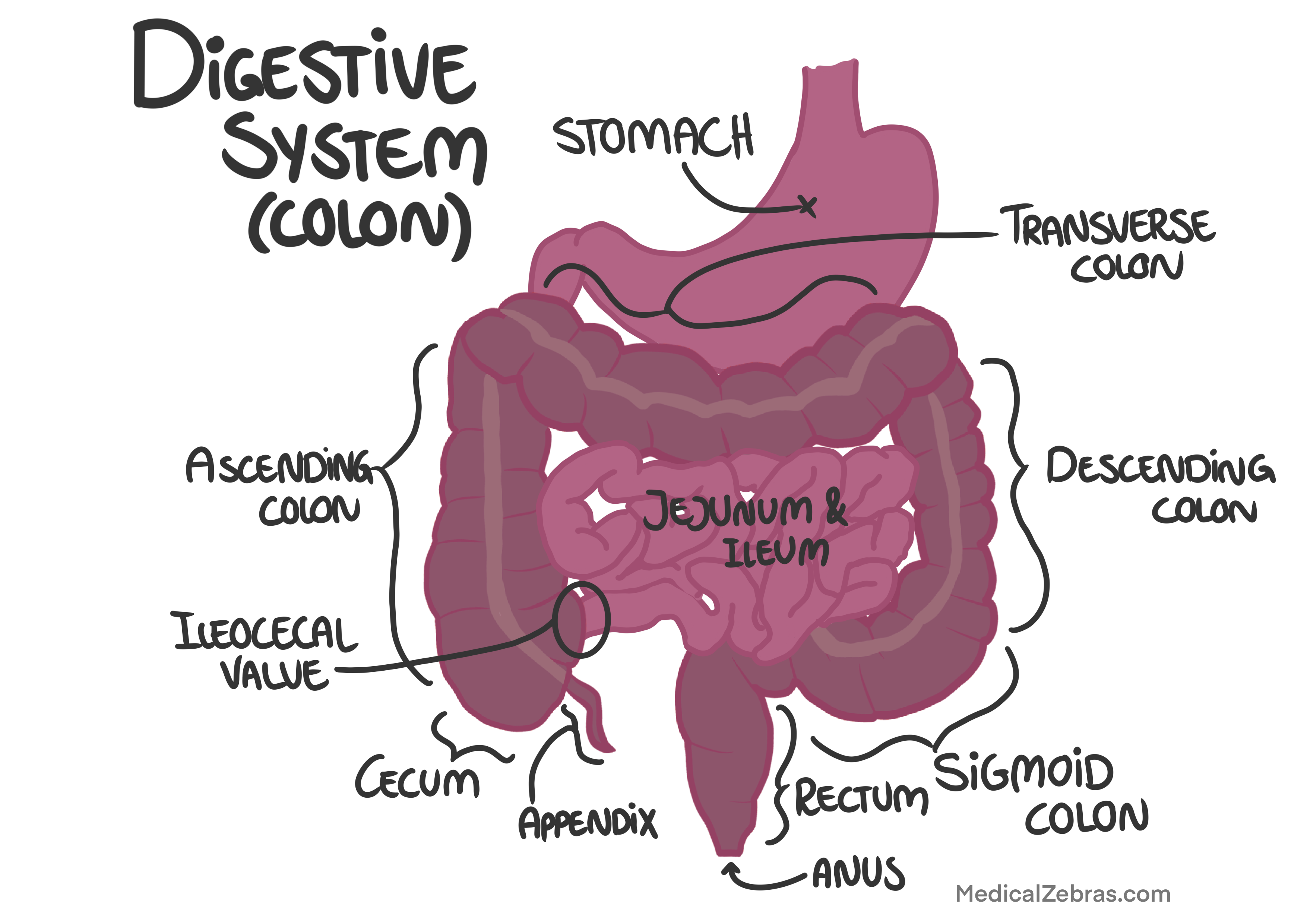 Colon Diagram
