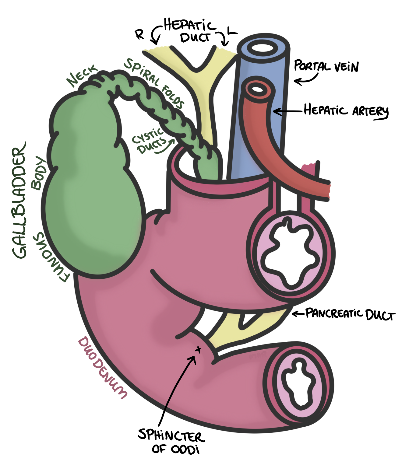 gallbladder histology