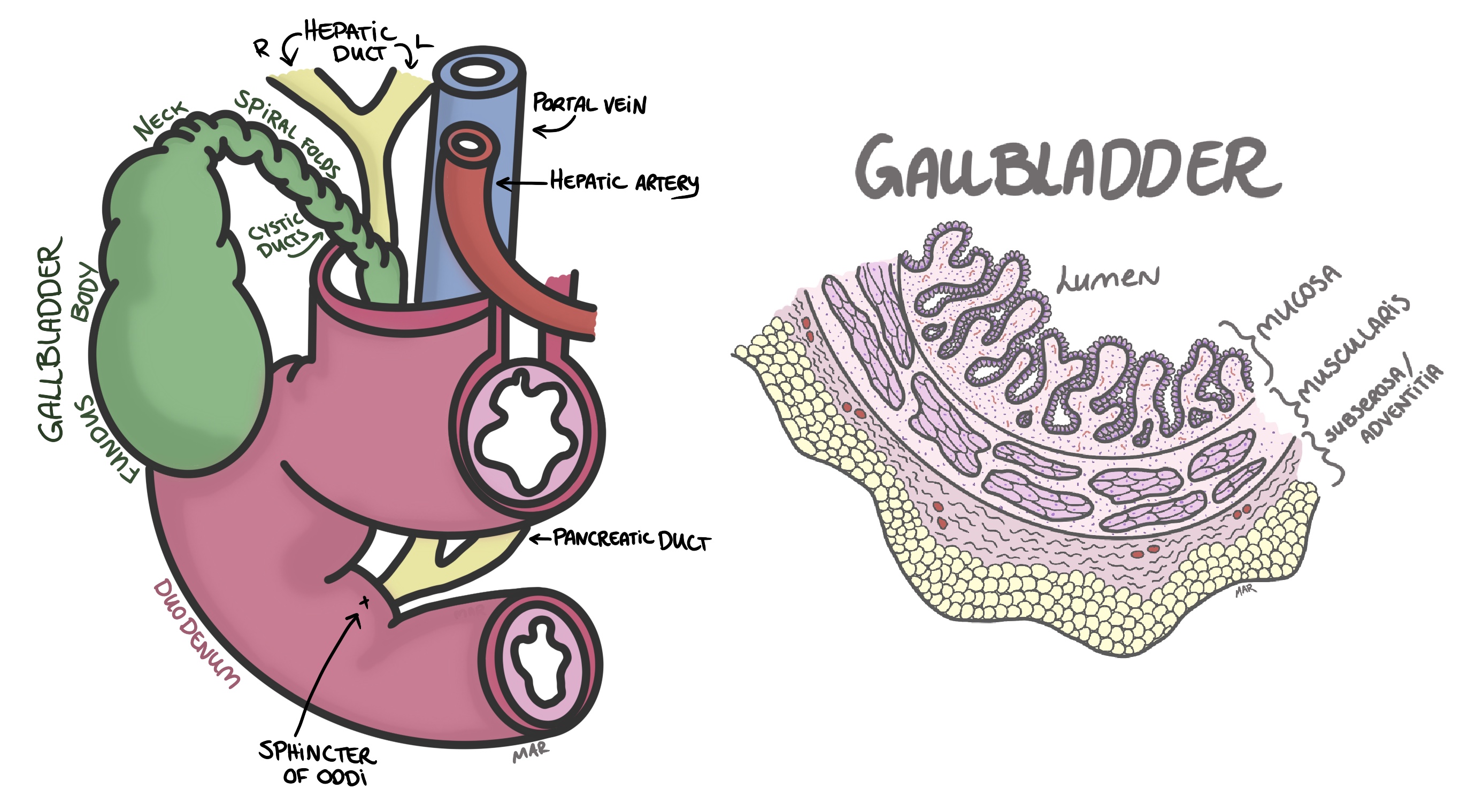 gallbladder histology