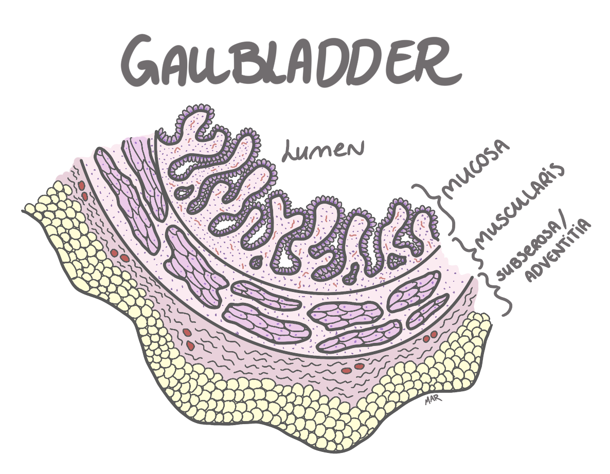 gallbladder histology