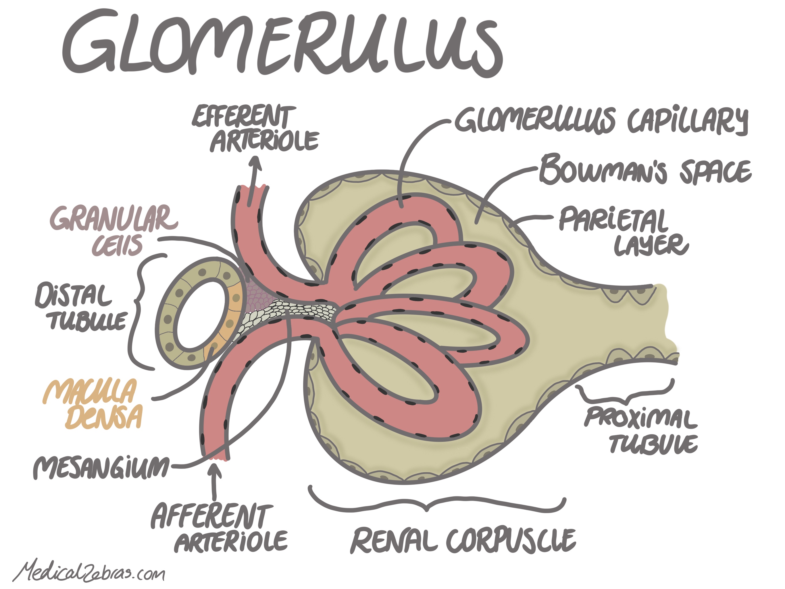 glomerulus kidney histology