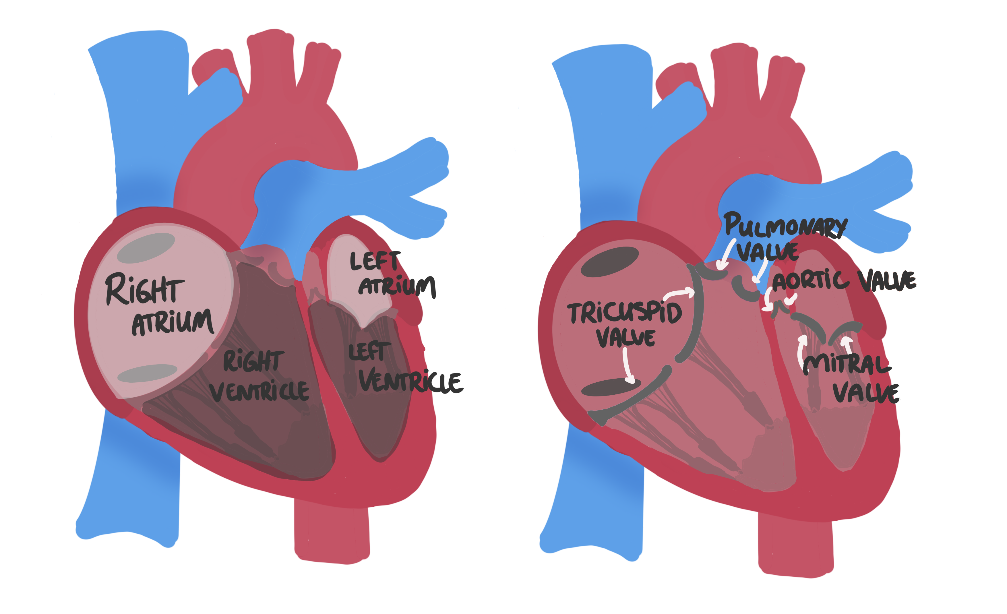 Heart histology