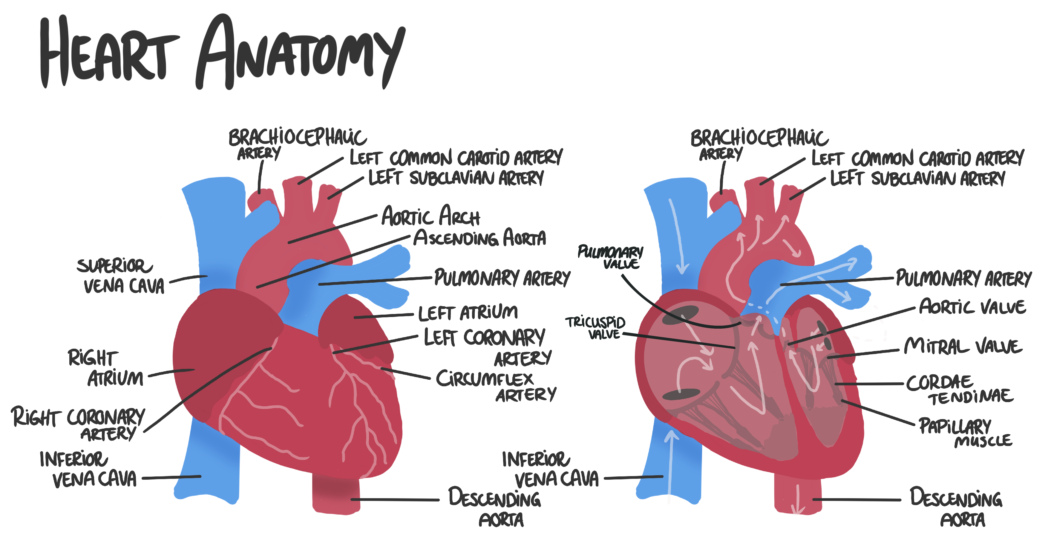 Heart anatomy