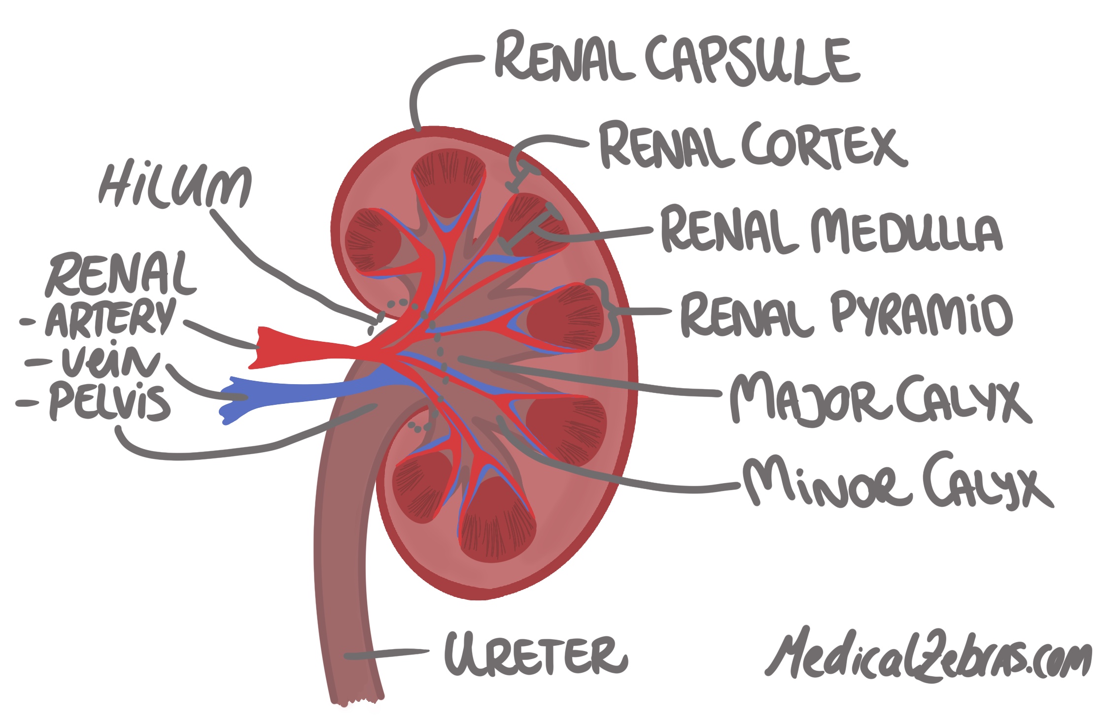 kidney anatomy