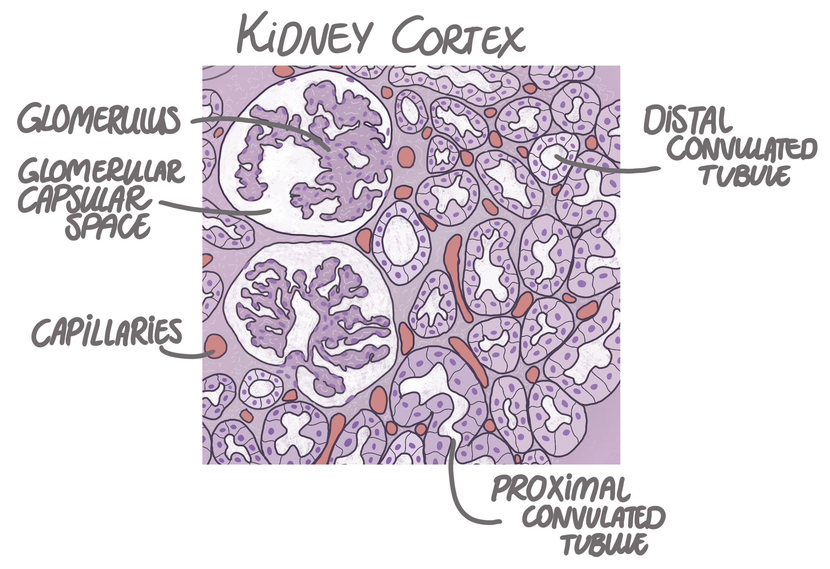 kidney histology cortex