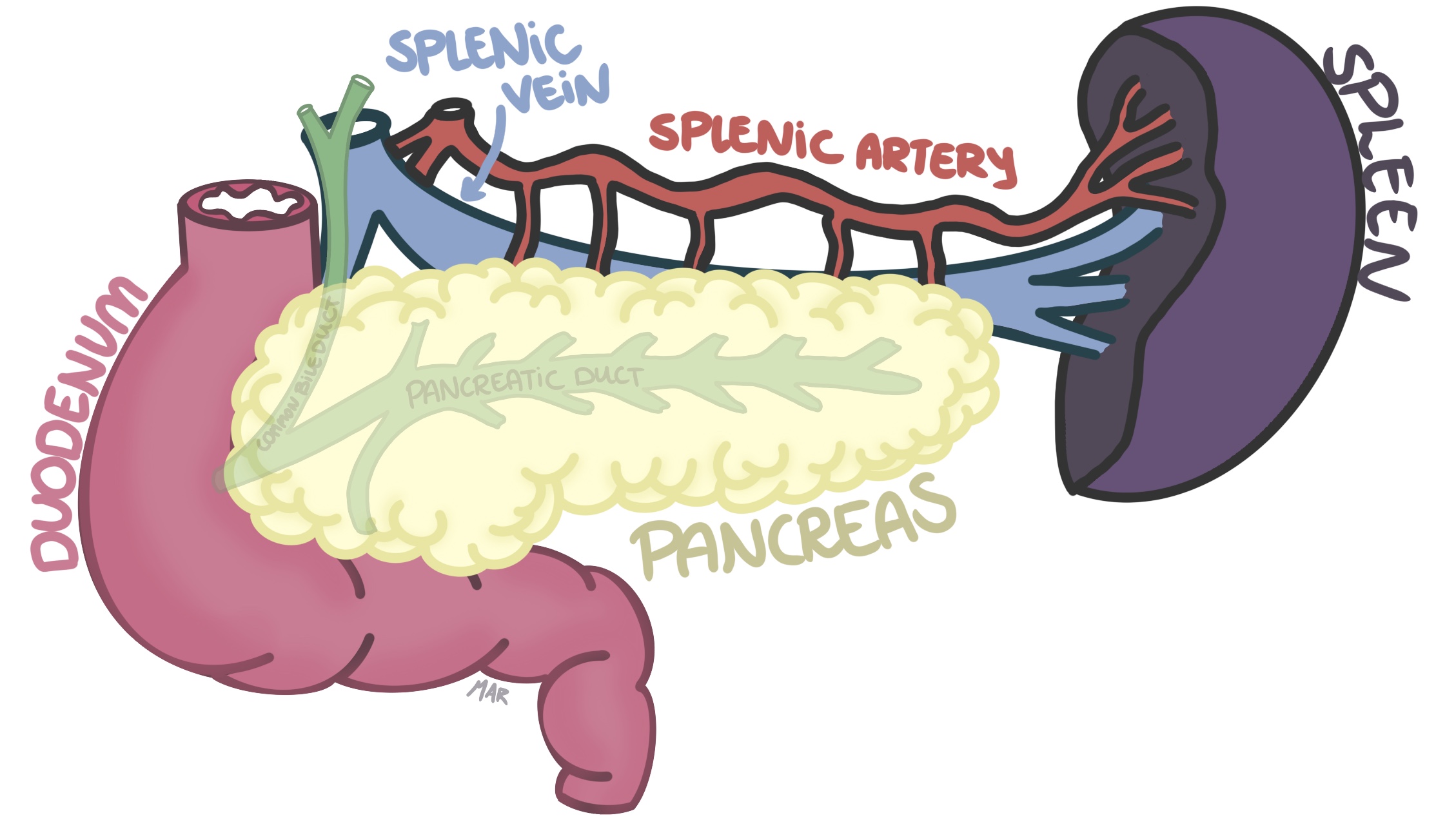 gallbladder histology