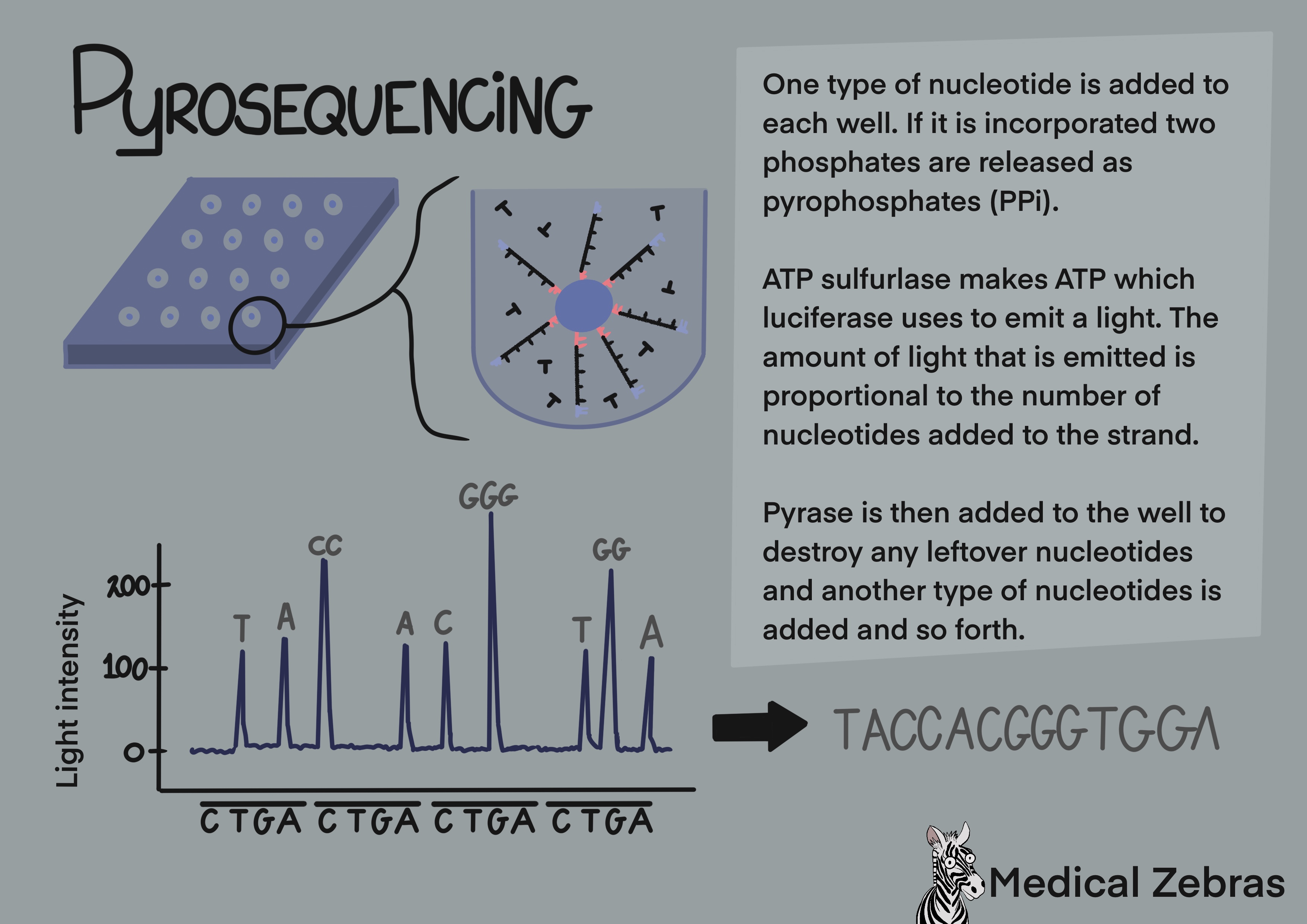 pyrosequencing explained