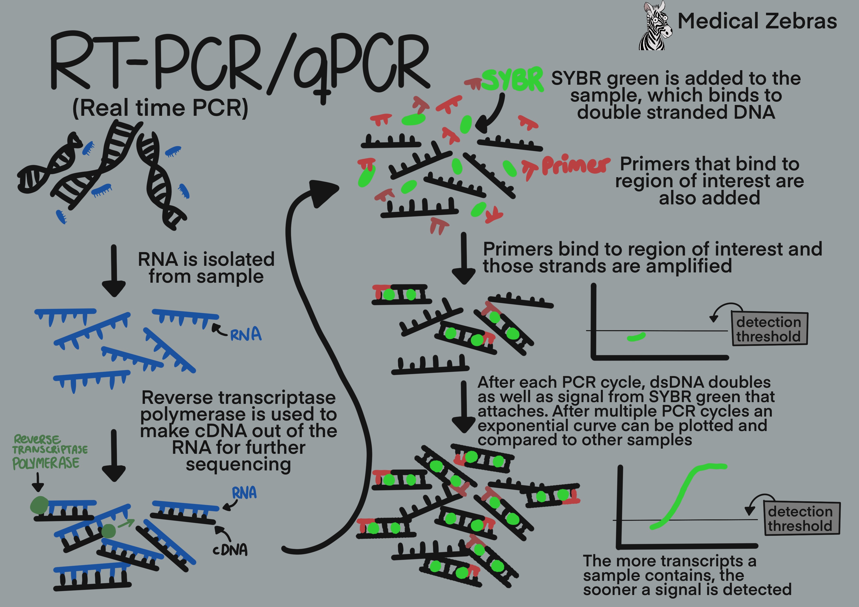 qPCR or RT-PCR explained