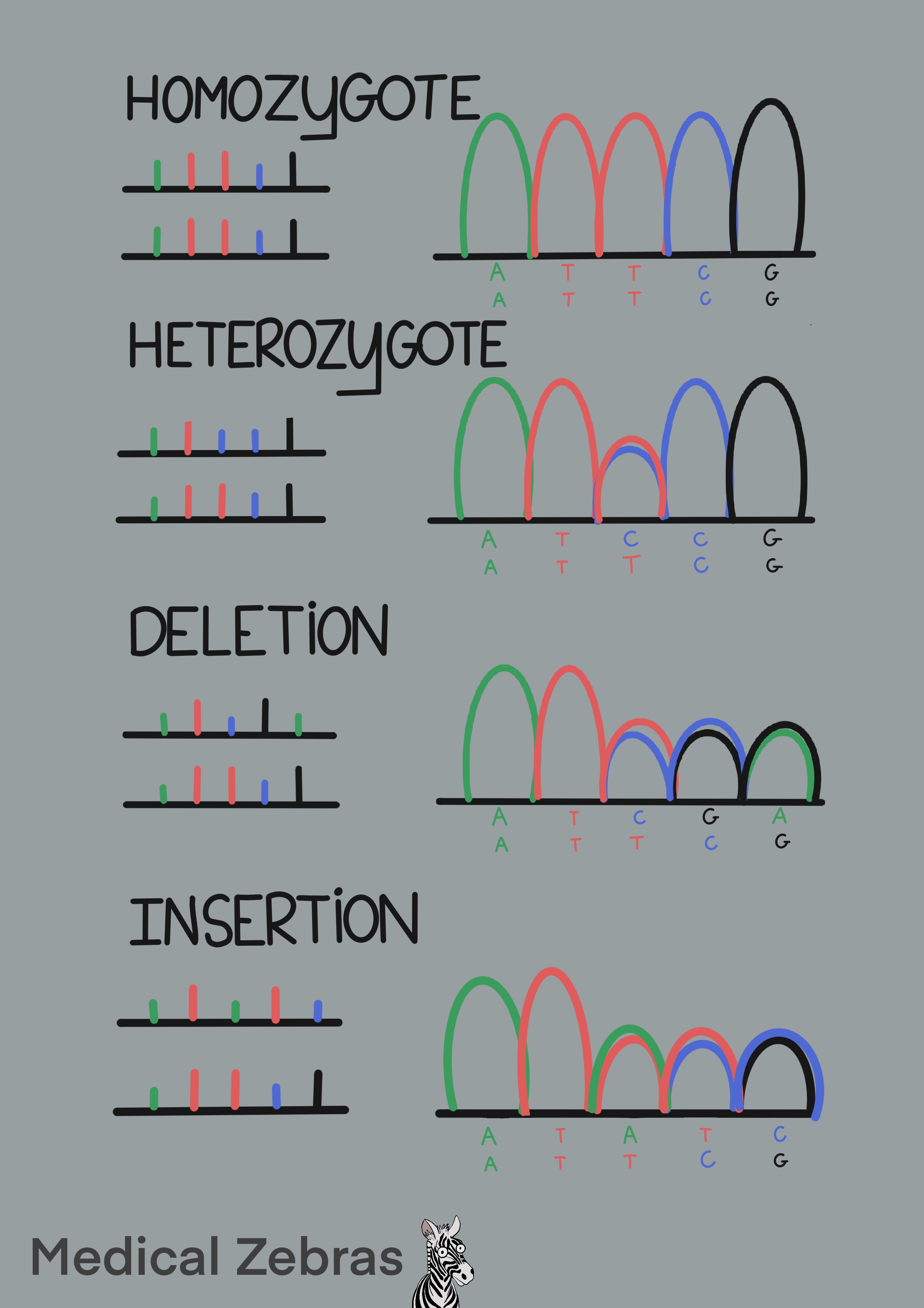 Sanger sequencing results examples