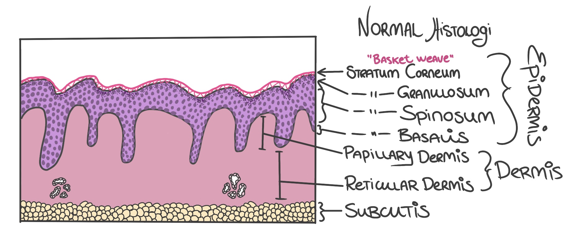 skin histology