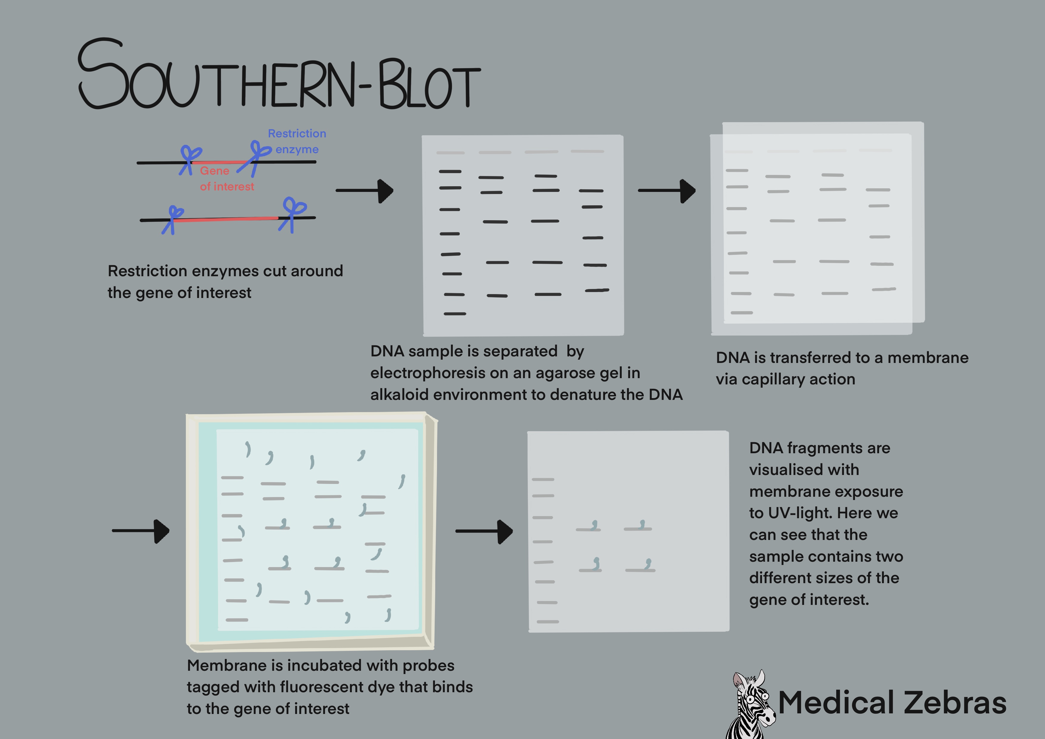 southern blot explained