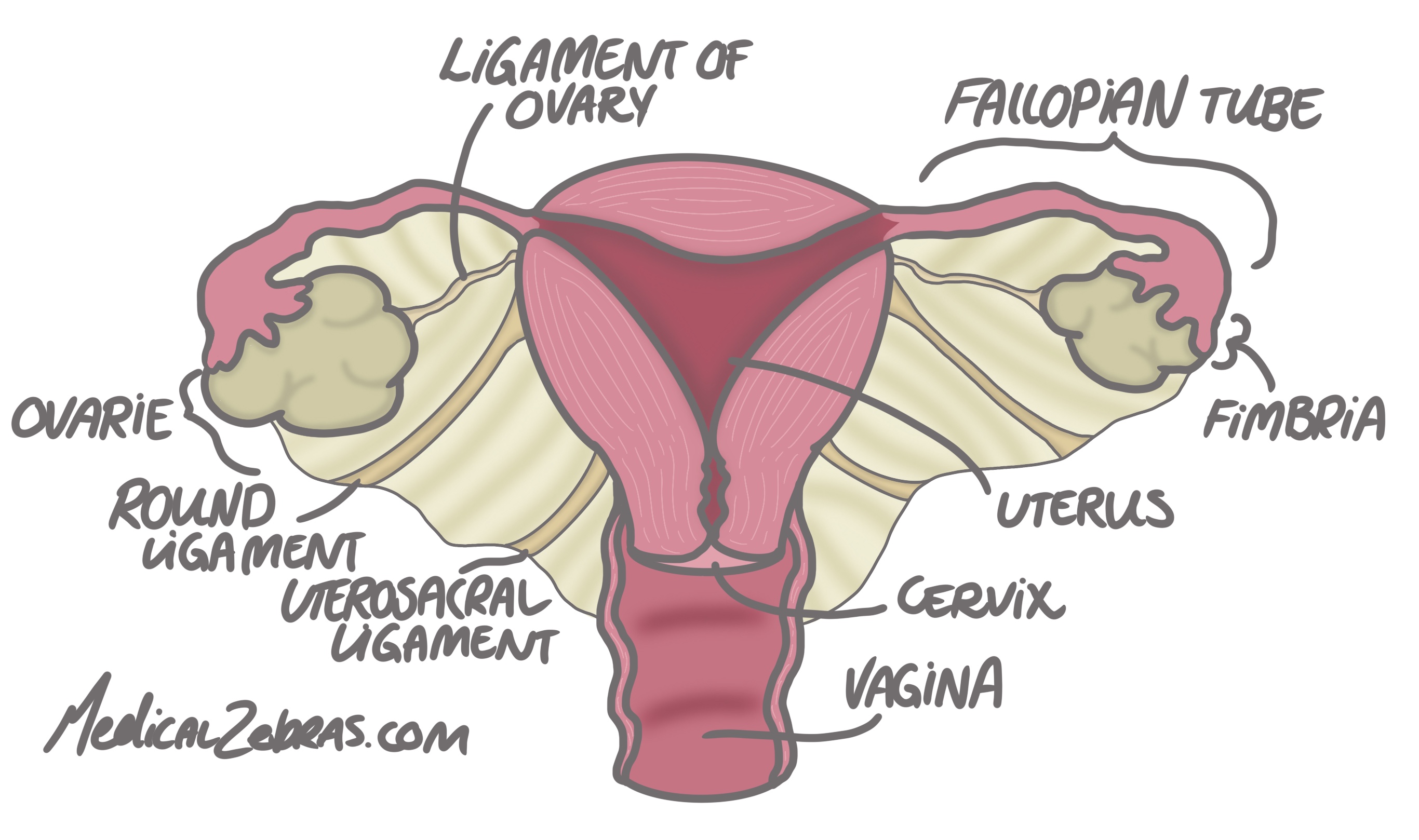 uterus histology