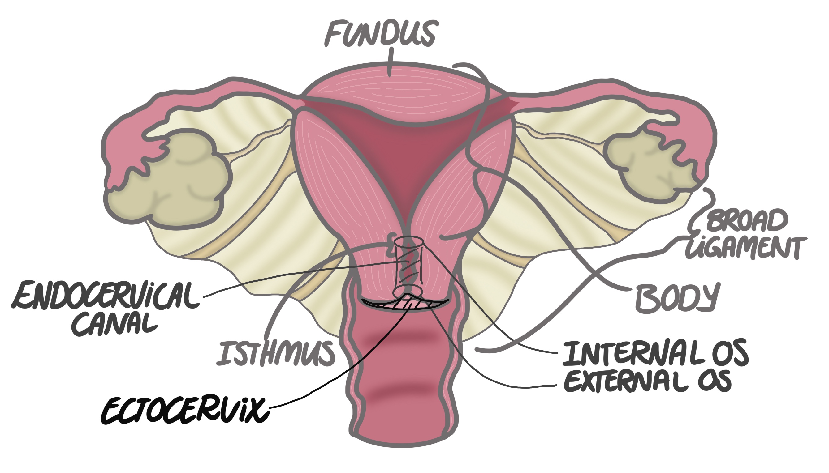 uterus histology